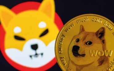 shiba inu shiba inu
